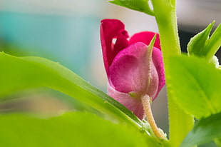 selective focus of red Rose bud