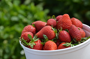 strawberries on white plastic bucket, carlsbad