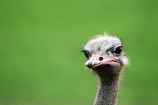 Ostrich face HD wallpaper