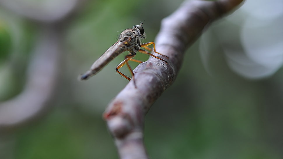 brown robber fly selective focus photography, nature, macro, insect HD wallpaper