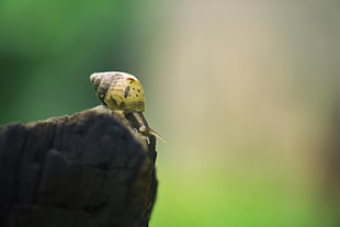 shallow focus photography of a snail crawling on black rock during daytime