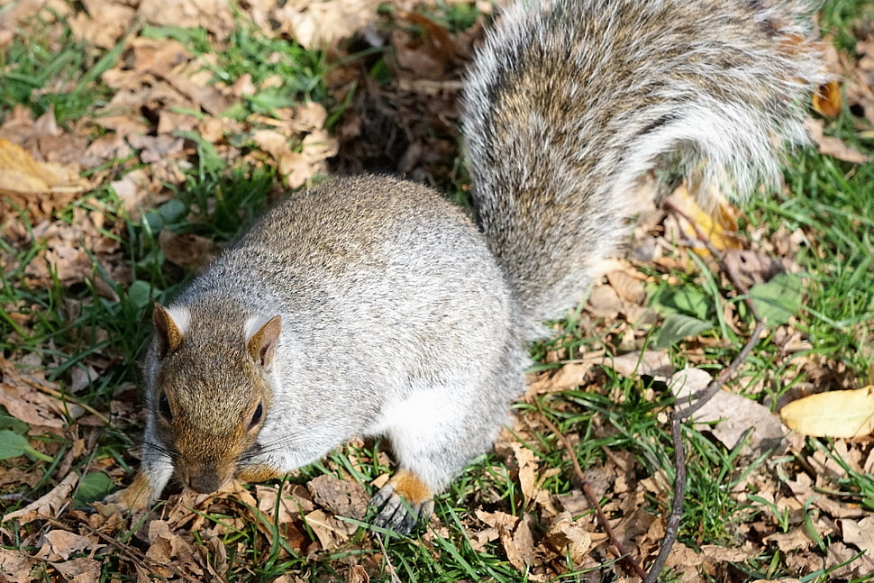 grey squirrel, Squirrel, Grass, Park HD wallpaper