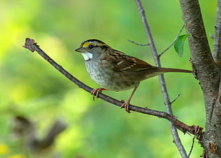 brown and green feather bird, white-throated sparrow