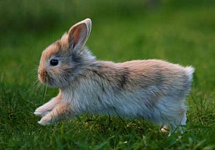 beige and white Rabbit running on grass