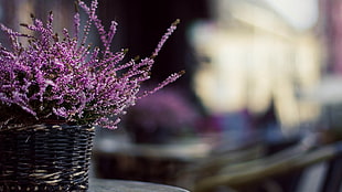 selective focus photography\ purple petaled flower with basket