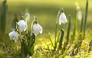 closeup photo of white petaled flowers during daytime HD wallpaper