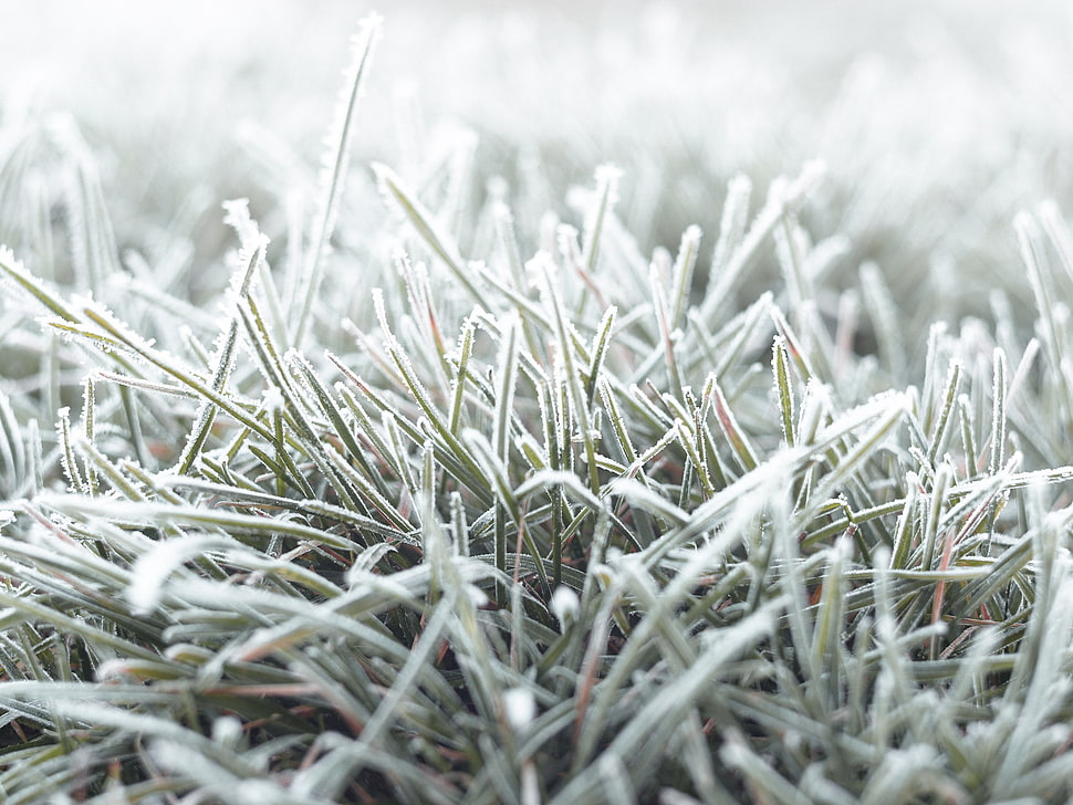 linear green grass, nature, fall, grass, cold HD wallpaper
