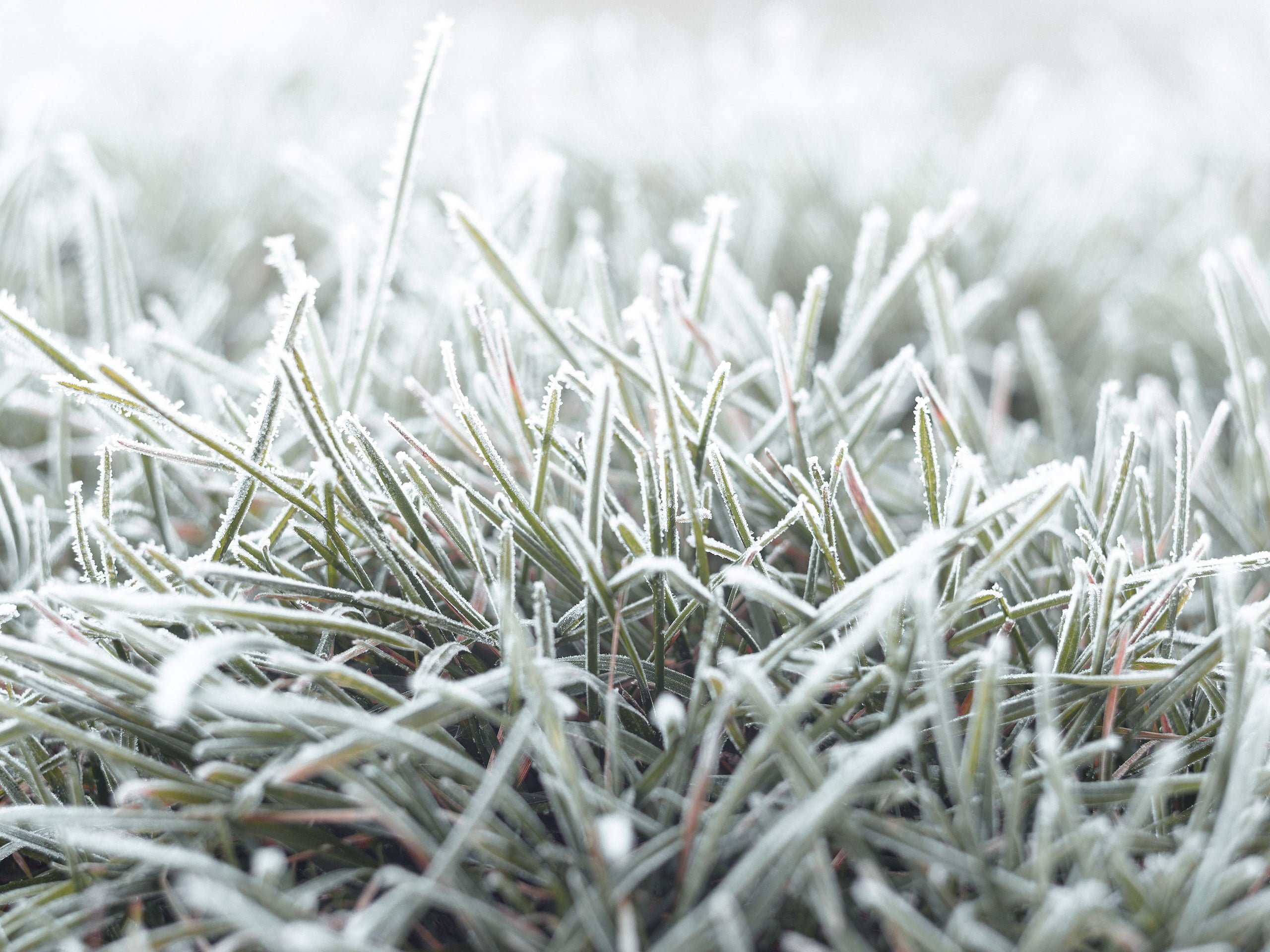 Идут заморозки. Замерзшая трава. Обледенелая трава. Иней на траве. Снег на траве.