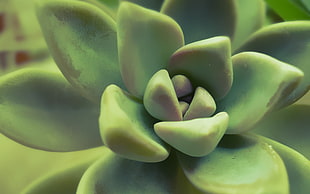 green Echeveria plant HD wallpaper