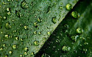 green leaves with dew
