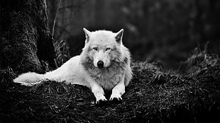 grayscale photo of wolf, wolf