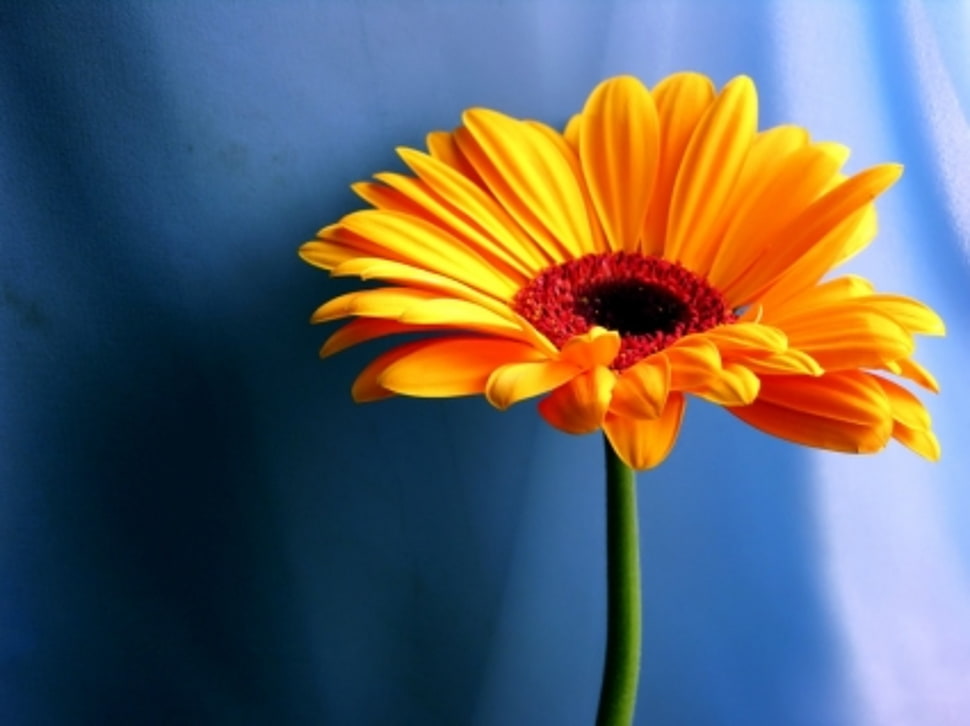 micro photography of sunflower HD wallpaper