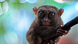 brown tarsier, animals, nature, wildlife HD wallpaper
