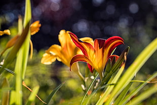 focus photography of yellow and red petaled flower
