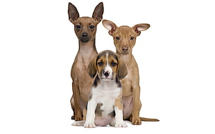 tricolor beagle puppy and adult brown chihuahua