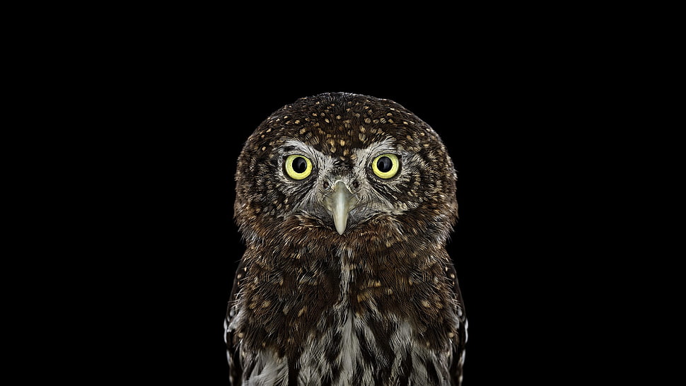 brown owl, photography, animals, birds, owl HD wallpaper