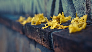 yellow flowers HD wallpaper