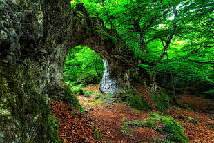 green leafed tree, landscape, forest, leaves, moss