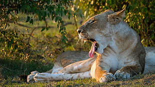 yawning lioness lying on grass field HD wallpaper