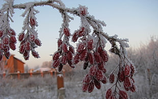 Dogrose,  Berries,  Branch,  Hoarfrost