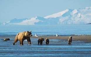 bears on seashore at daytime