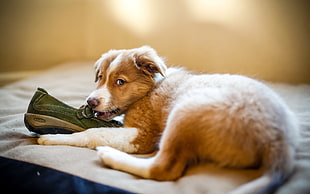 border collie puppy biting green shoe HD wallpaper