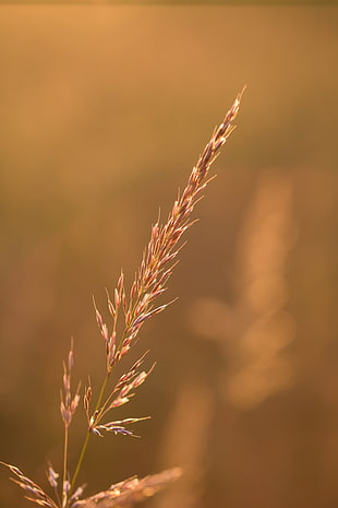 focus shot of grass near field HD wallpaper