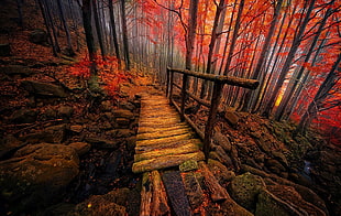 wooden bridge between trees HD wallpaper
