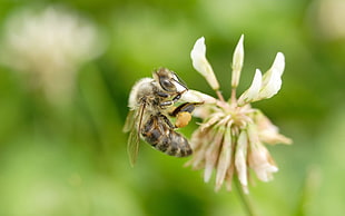 brown Honeybee in closeup photo HD wallpaper