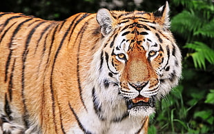 shallow focus photography of tiger HD wallpaper