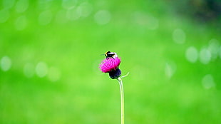 Bumble Bee perched on purple petaled flower at daytime