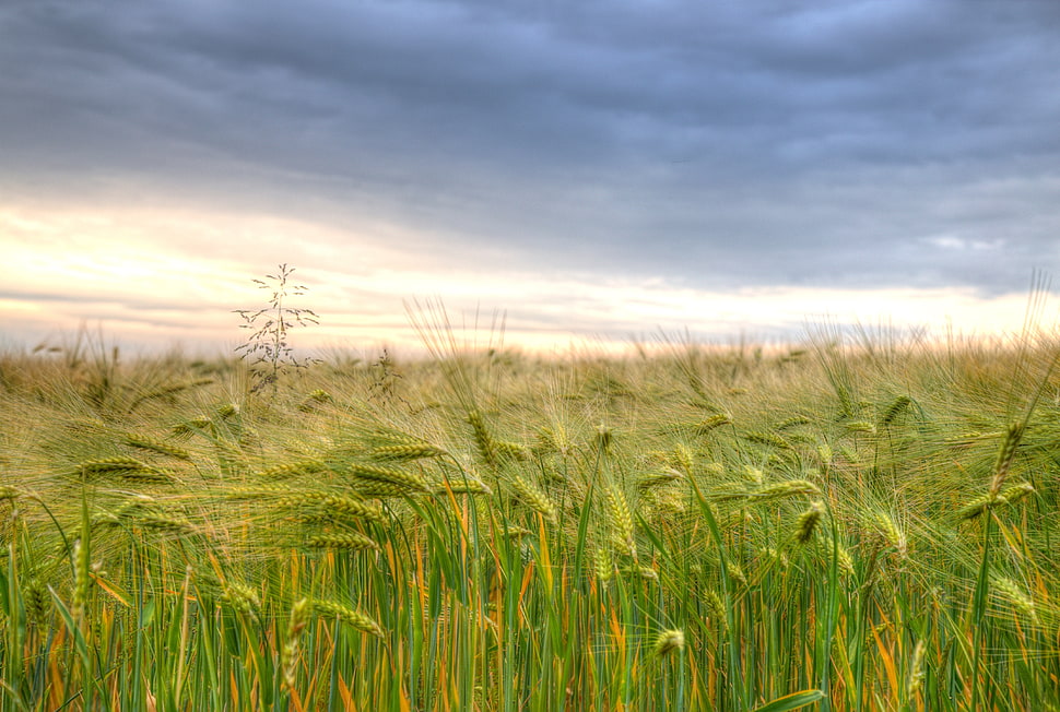 bed of wheat under black sky HD wallpaper