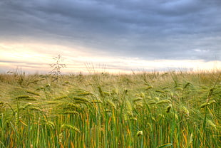 bed of wheat under black sky