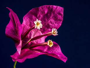 pink Bougainvillea flower macro photo