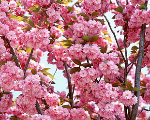 closeup photography of pink Cherry Blossoms