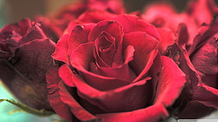 close up image of red rose