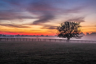 sunset, fog, meadow, foggy HD wallpaper