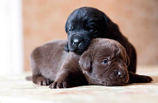 brown and black puppies in tilt shift lens photography