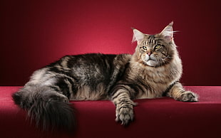 black and silver tabby cat laying down on red cushion