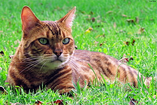 gray and brown cat on green grass during daytime HD wallpaper