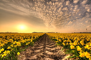 sun flower field HD wallpaper