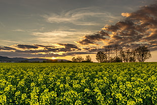 green field under cloudy sky during sunset