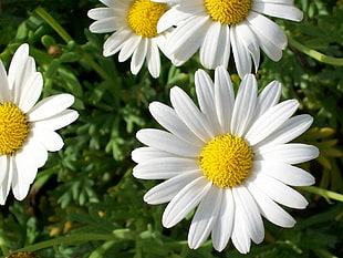 white petal flower, daisies