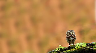 baby owl on branch HD wallpaper