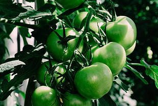 green tomatoes, Tomatoes, Branch, Green