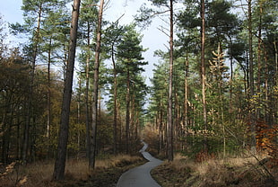 forest with small road photo taken during daytime HD wallpaper