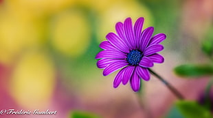 purple Daisy flower HD wallpaper