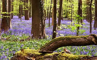 landscape photography of purple petaled flower inside forest