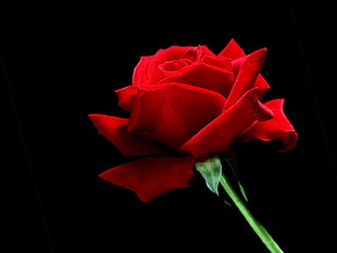 red rose and green leaf photo