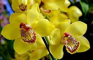 microphotography of yellow petal orchids